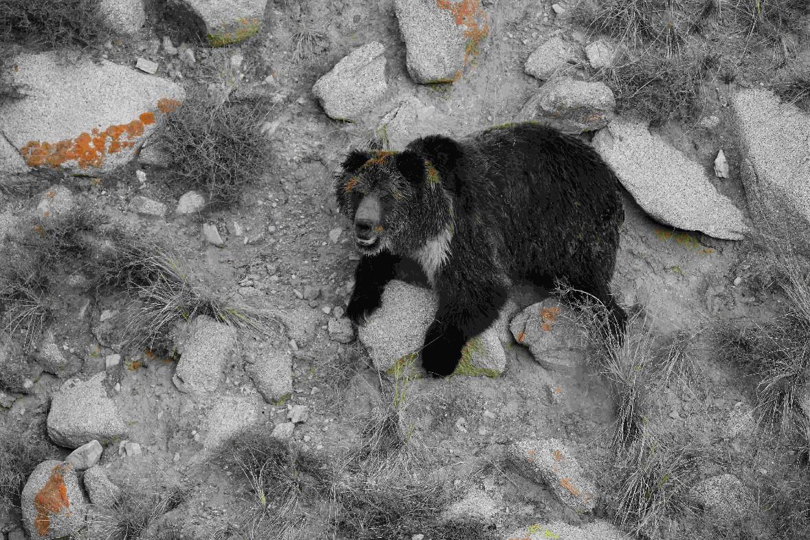 熊出没！祁连山保护区管护员近距离跟拍棕熊(27848162)-20231206115010.jpg
