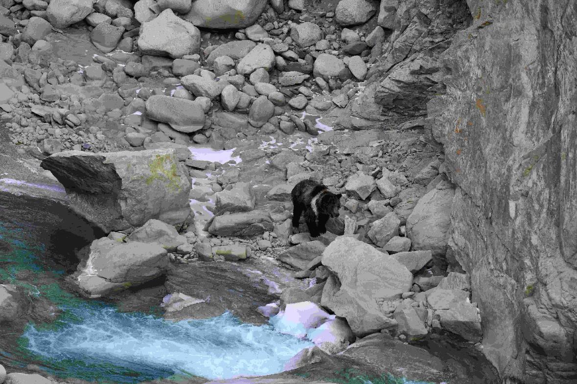 熊出没！祁连山保护区管护员近距离跟拍棕熊(27848164)-20231206115104.jpg